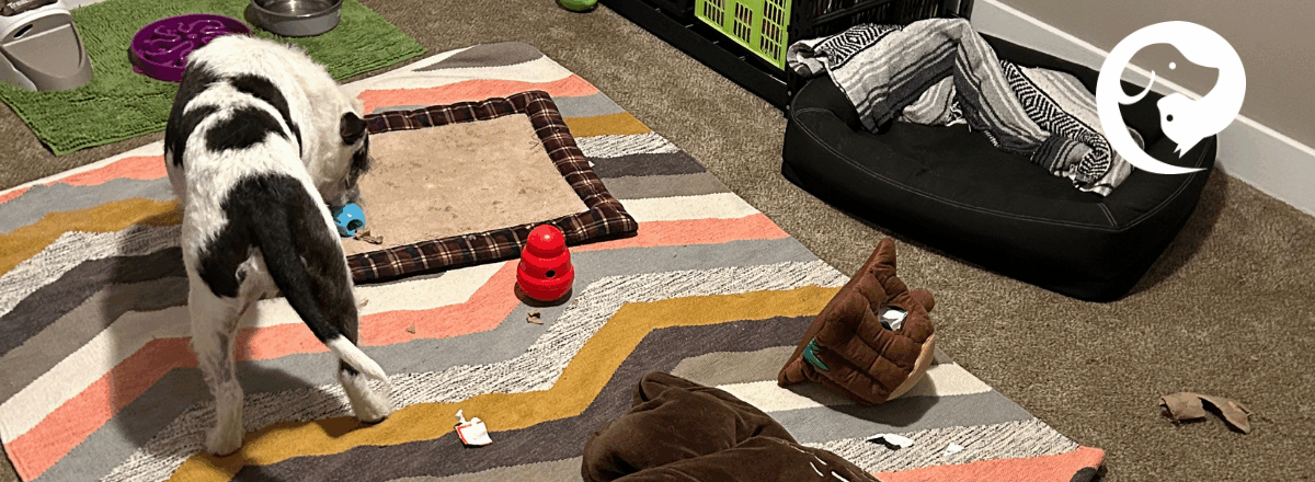 A scruffy white and dark grey dog working on an enrichment toy. Other toys and scraps of paper surround him.
