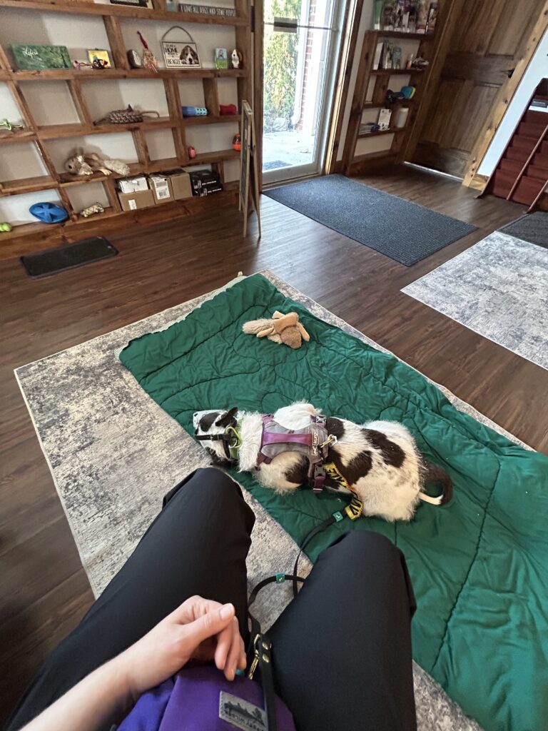 The legs of a person sitting down in a chair wearing a treat pouch. A scruffy white and dark grey dog in a white muzzle sleeping on a dark green comforter. There is a stuffed squirrel toy nearby.