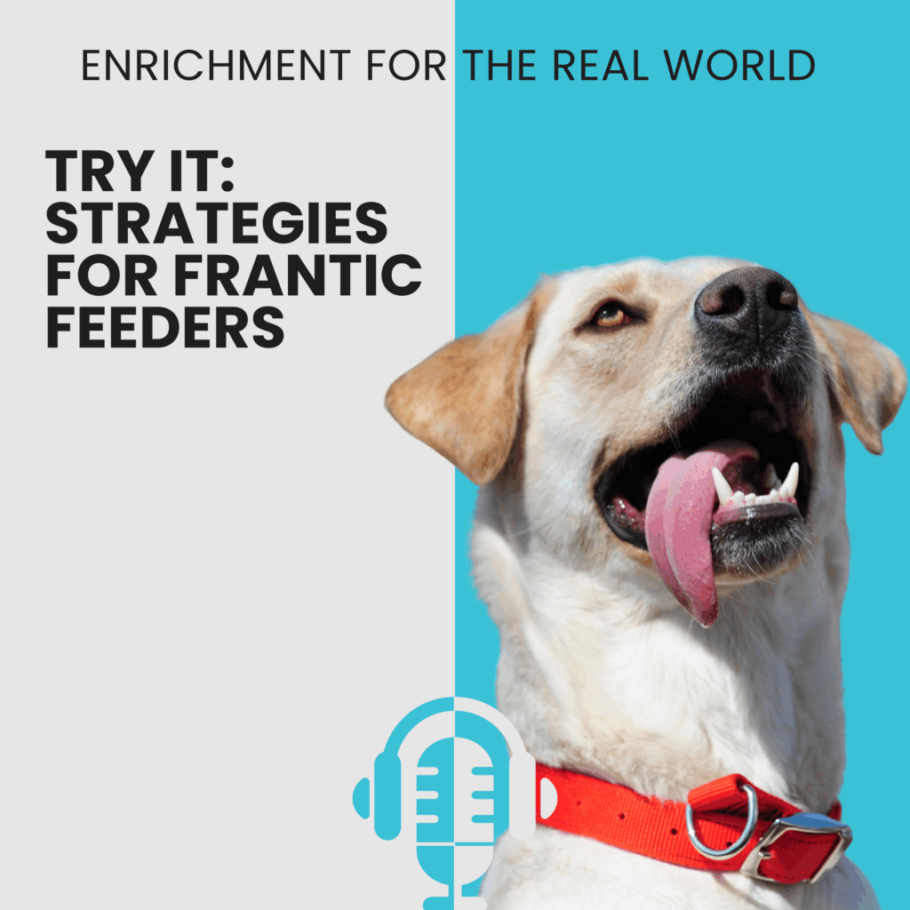 A yellow lab-type dog wearing a red collar with their tongue handing out of the side of their mouth. Text reads: Try It: Strategies for Frantic Feeders