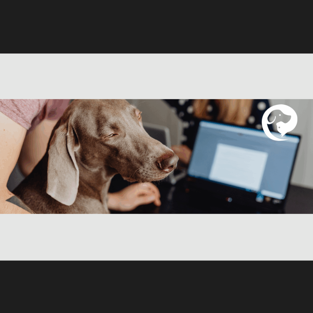 A grey dog with long, floppy ears sitting next to a human at a computer.