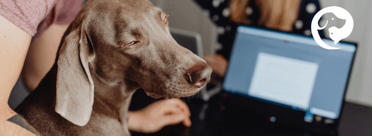 A grey dog with long, floppy ears sitting next to a human at a computer.