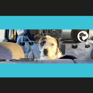 A scruffy white and dark grey dog looking over the back of a car seat.