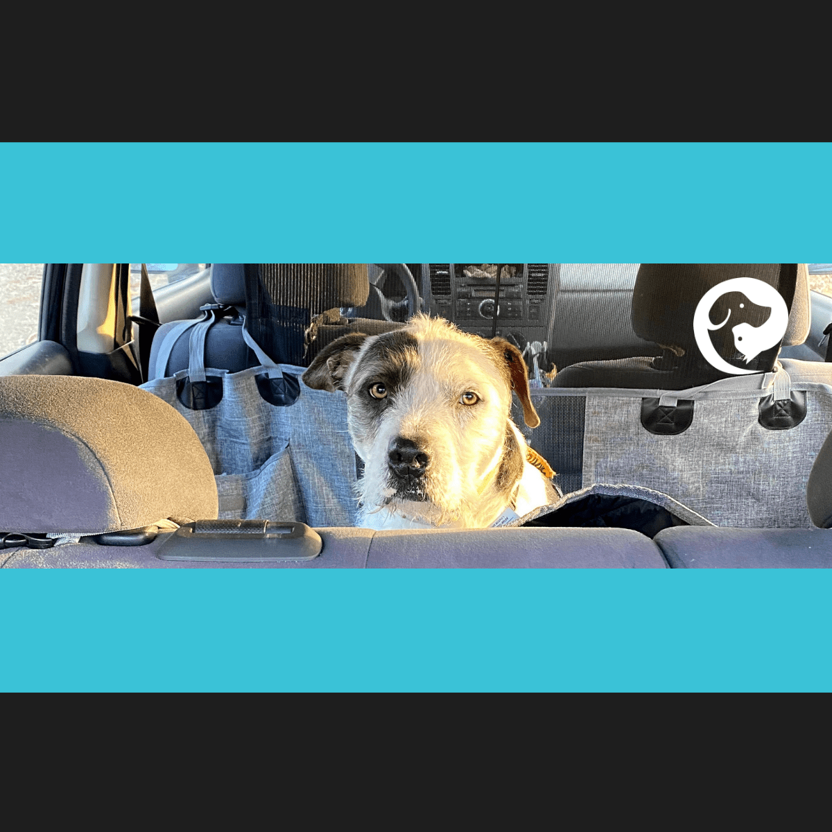 A scruffy white and dark grey dog looking over the back of a car seat.