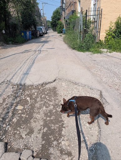 A small brown dog sniffing in an alley.