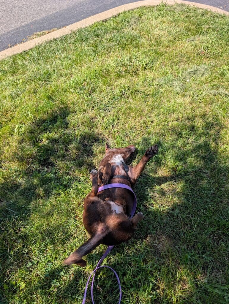 A small brown dog rolling in the grass. A more active, escalated behavior, but not uncomfortable with the environment.
