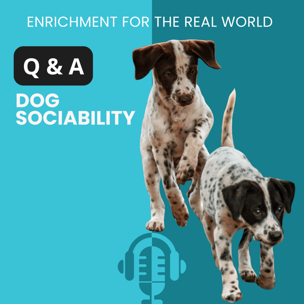 Two white and black spotted puppies with floppy ears running. Text reads: Q&A - Dog Sociability