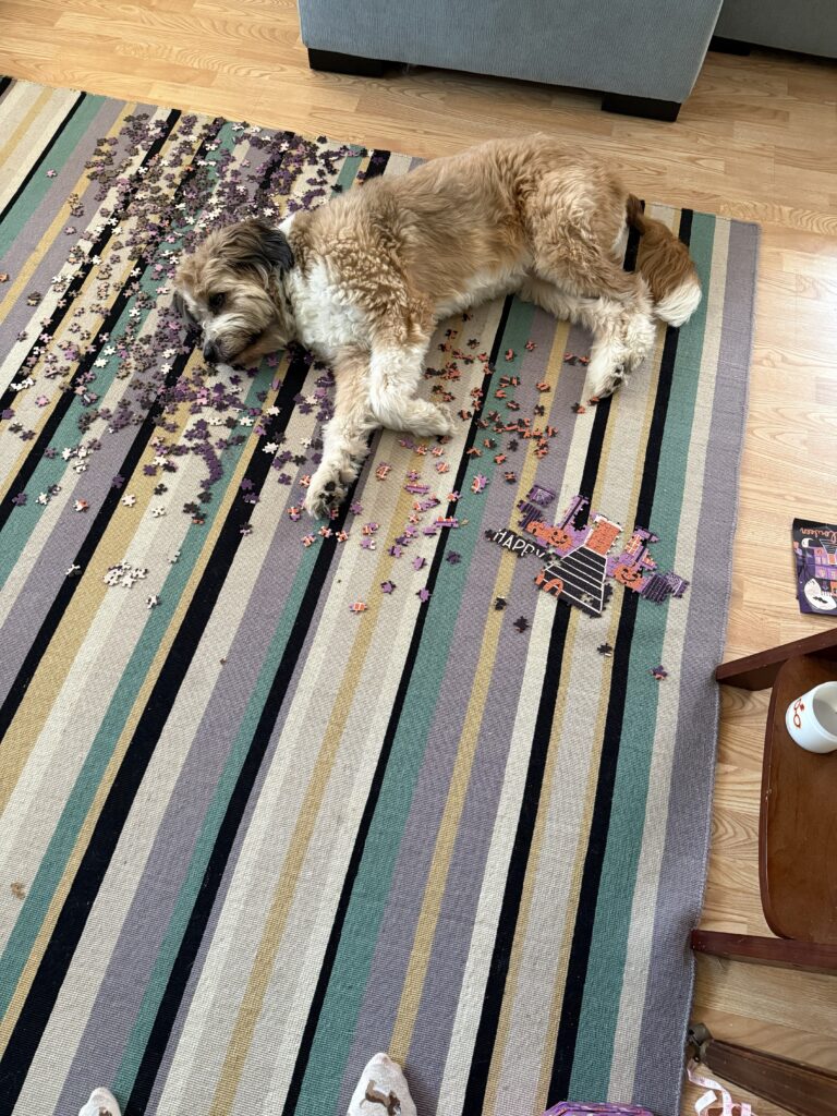 A fluffy brown and white dog lying on the floor on top of puzzle pieces. There is a partially assembled puzzle in front of him.