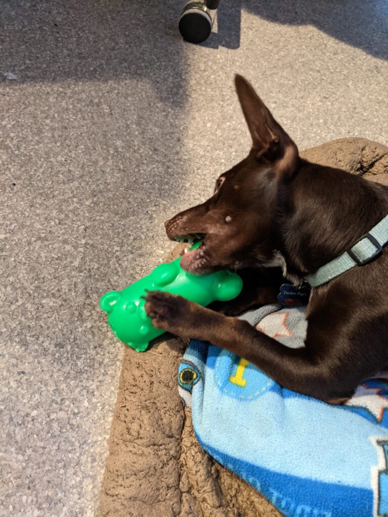 A small brown dog lying on a blanket chewing a soft green rubber toy.
