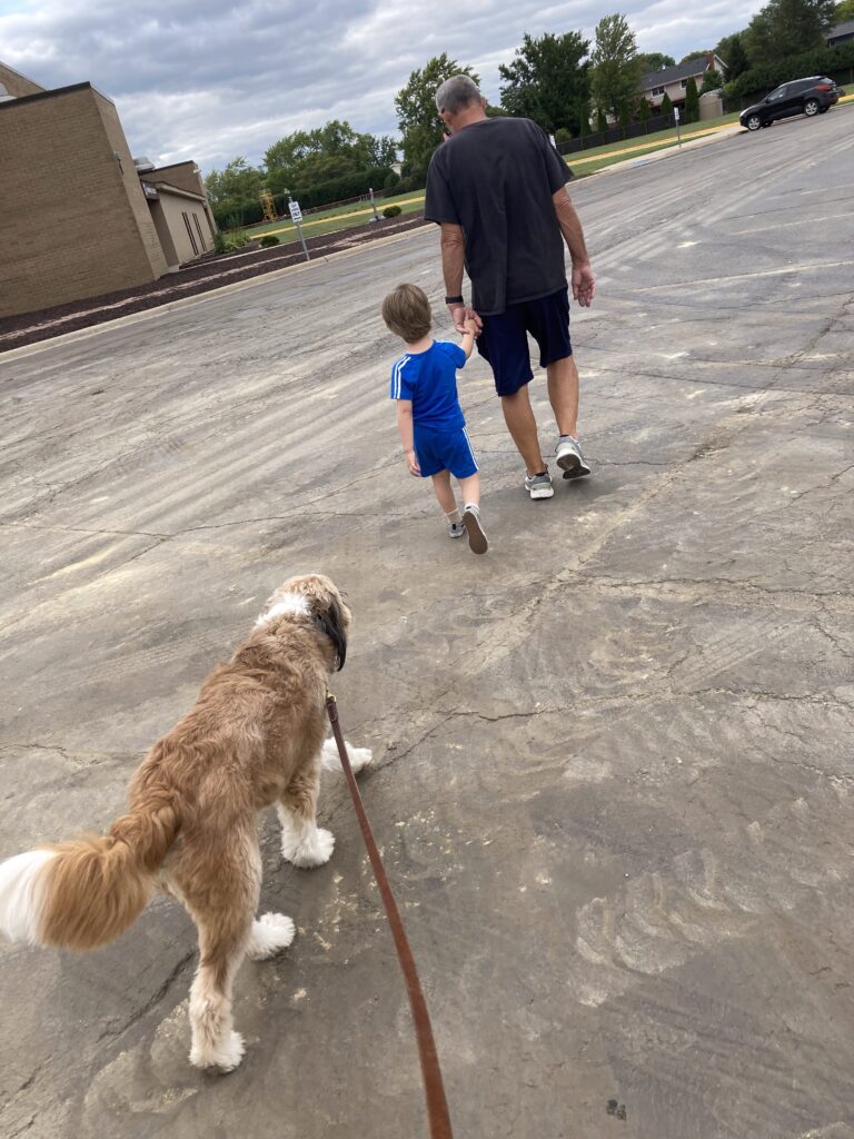 A fluffy brown and white dog following a man and a child who are holding hands.