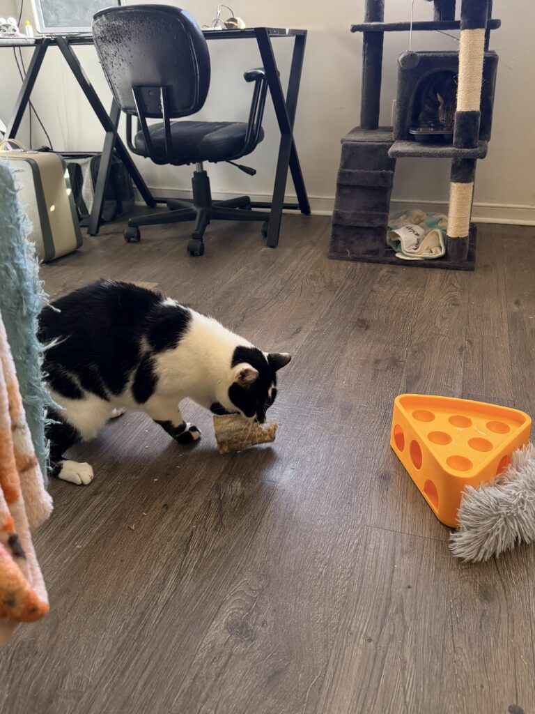 A white and black cat chewing on a fish skin. In the background, a tabby cat in a cat tree is eating treats out of a muffin tin.