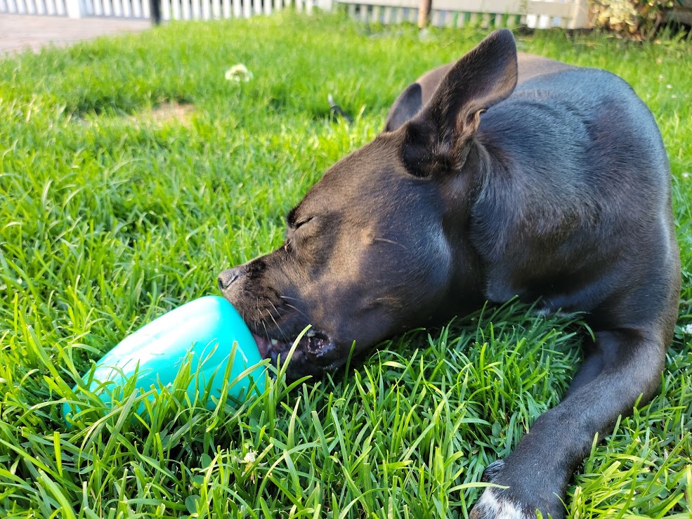 A black dog lying in the grass licking food out of a toy.
