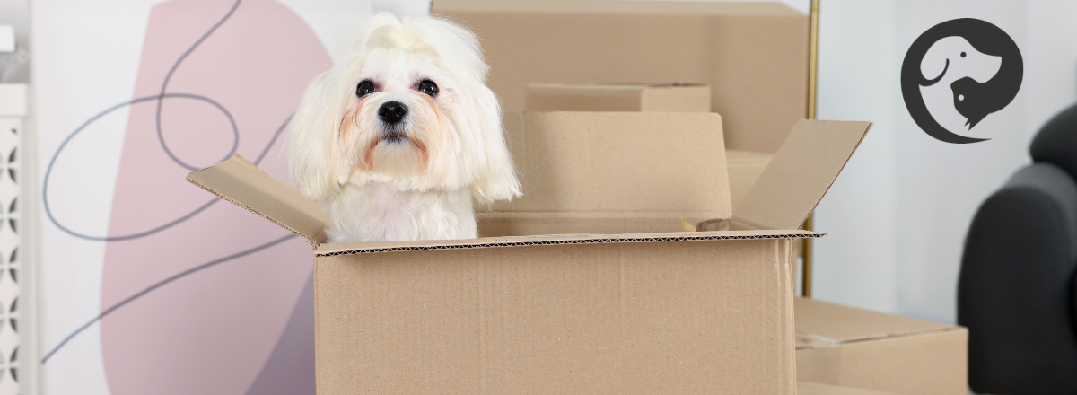 A small, long haired, white dog sits inside of a cardboard box, which is on top of a small stack of similar boxes.