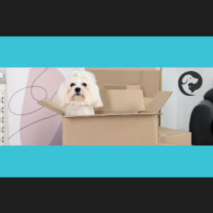 A small, long haired, white dog sits inside of a cardboard box, which is on top of a small stack of similar boxes.