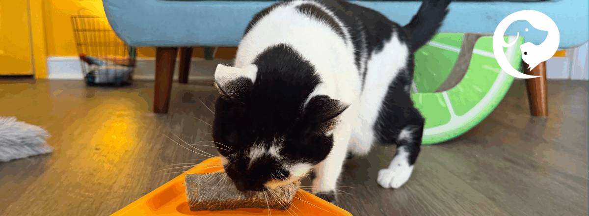 A white and black cat pulling a fish skin out of a toy.