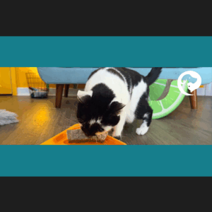 A white and black cat pulling a fish skin out of a toy.