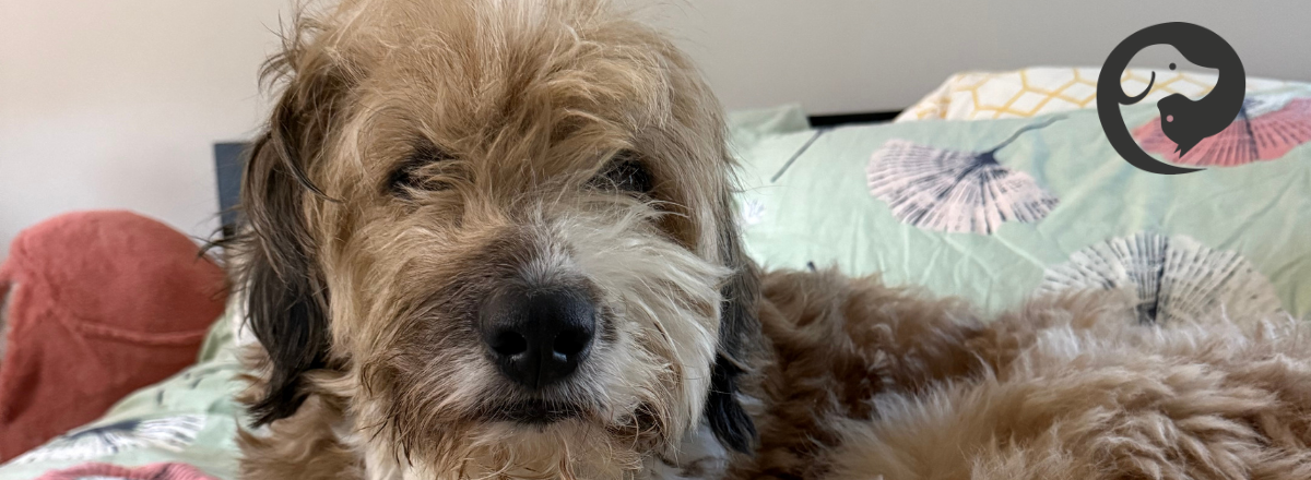 A fluffy brown and white dog looking into the camera while he relaxes on the bed.