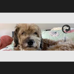 A fluffy brown and white dog looking into the camera while he relaxes on the bed.