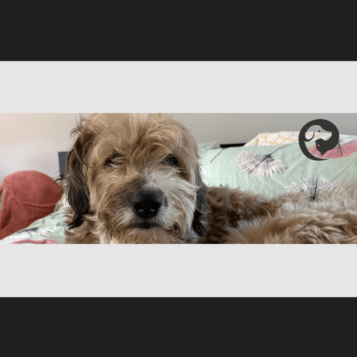 A fluffy brown and white dog looking into the camera while he relaxes on the bed.
