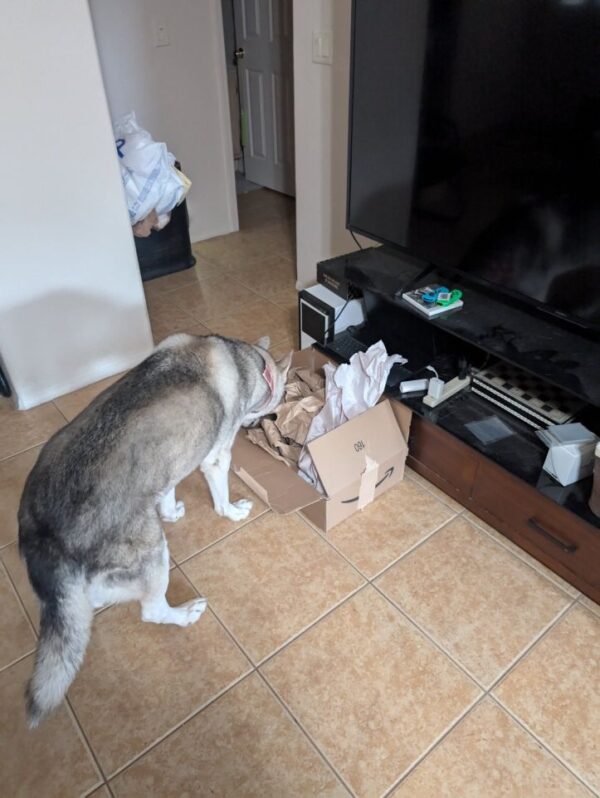 A grey and white dog snuffling treats out of a cardboard box with crumpled paper inside.