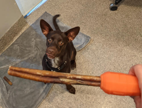 A brown dog with adorable large ears looks up at a bully stick her person is holding
