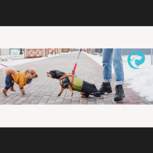 A small black dog in a coat lunging with teeth bared, looking at a small poodle in a coat.