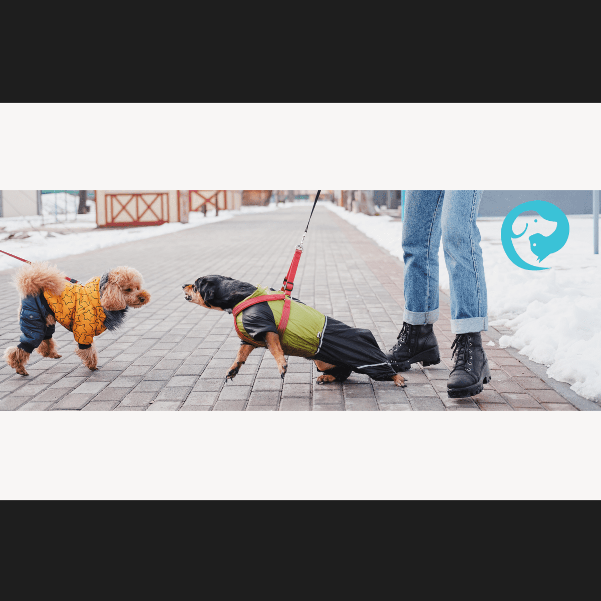 A small black dog in a coat lunging with teeth bared, looking at a small poodle in a coat.