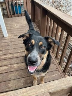 A large black and brown dog with
