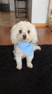 A small, fluffy white dog with long ears sitting down and looking toward the camera with a closed mouth. Their tail is flopped on the ground, indicating it is relaxed.
