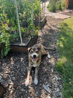 A brindle dog lying on mulch in a yard next to a garden bed. He is looking up at the camera and his mouth is slightly open.