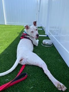 A white pittbull-type dog lounging on a fenced area with astro turf. They are wearing a red harness and leash. They are looking over their shoulder with ears forward, and mouth slightly open. One leg is extended behind the dog as they relax in the shade.