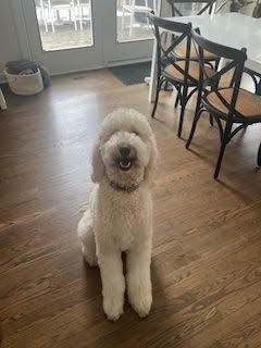 A curly haired white dog sitting with a slightly open mouth on a bare kitchen floor, looking up toward the camera.