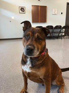 A stocky multi colored brown dog sits with a stiff body, ears forward, mouth closed, some tension in face brows.