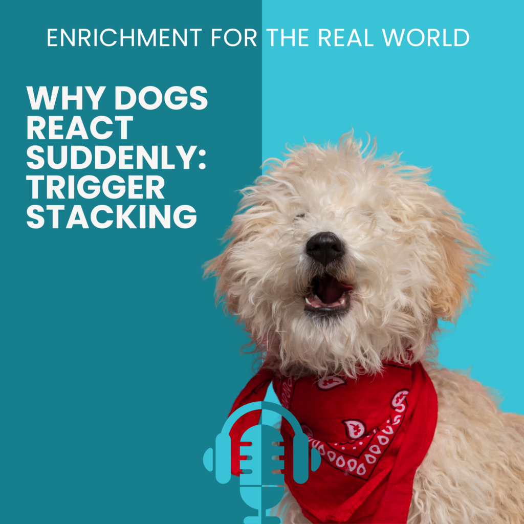 A small barking dog with wild light colored hair and a red bandana. Text reads: Why Dogs React Suddenly: Trigger Stacking