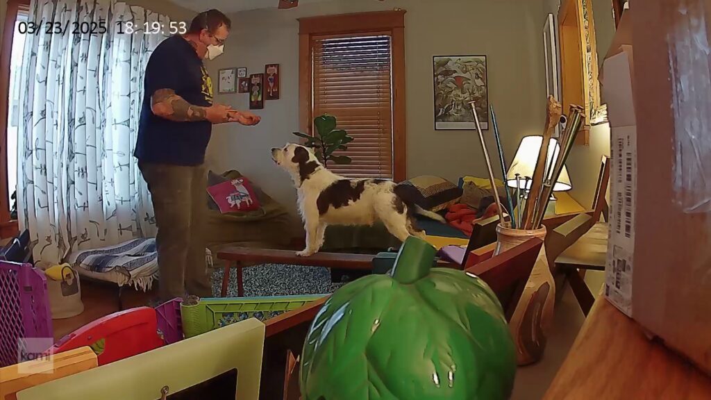 A tall man in a mask standing in front of a scruffy white and dark grey dog. Petey the dog is standing on a narrow bench. He and Big Man are working on training.
