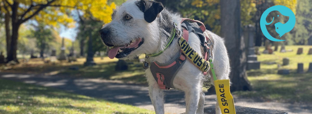 A scruffy white and dark grey dog standing in a cemetery. He is wearing a yellow leash flag that says "I need space."