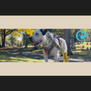 A scruffy white and dark grey dog standing in a cemetery. He is wearing a yellow leash flag that says "I need space."