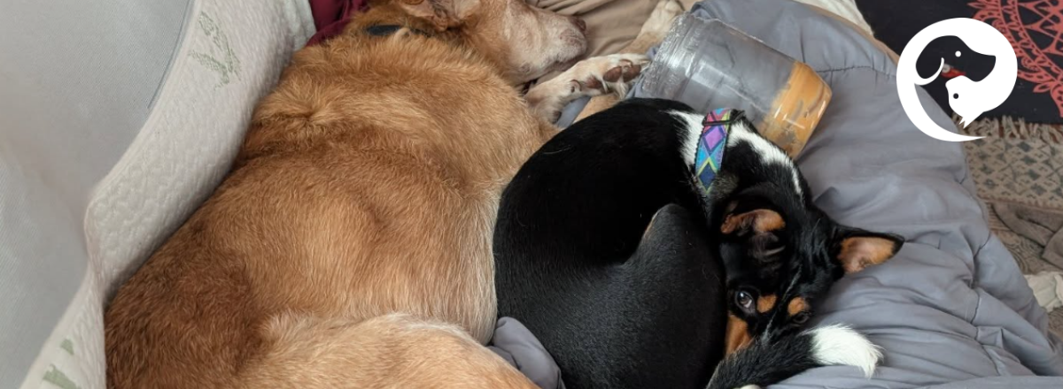 A coppery dog stretched out lying next to a young , mostly black, tri-colored dog who is curled up.