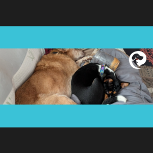 A coppery dog stretched out lying next to a young , mostly black, tri-colored dog who is curled up.