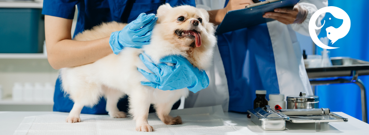 A small light blonde Pomeranian-type dog standing on a vet exam table being held by a person wearing rubber gloves.