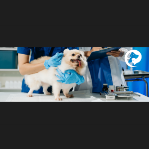 A small light blonde Pomeranian-type dog standing on a vet exam table being held by a person wearing rubber gloves.