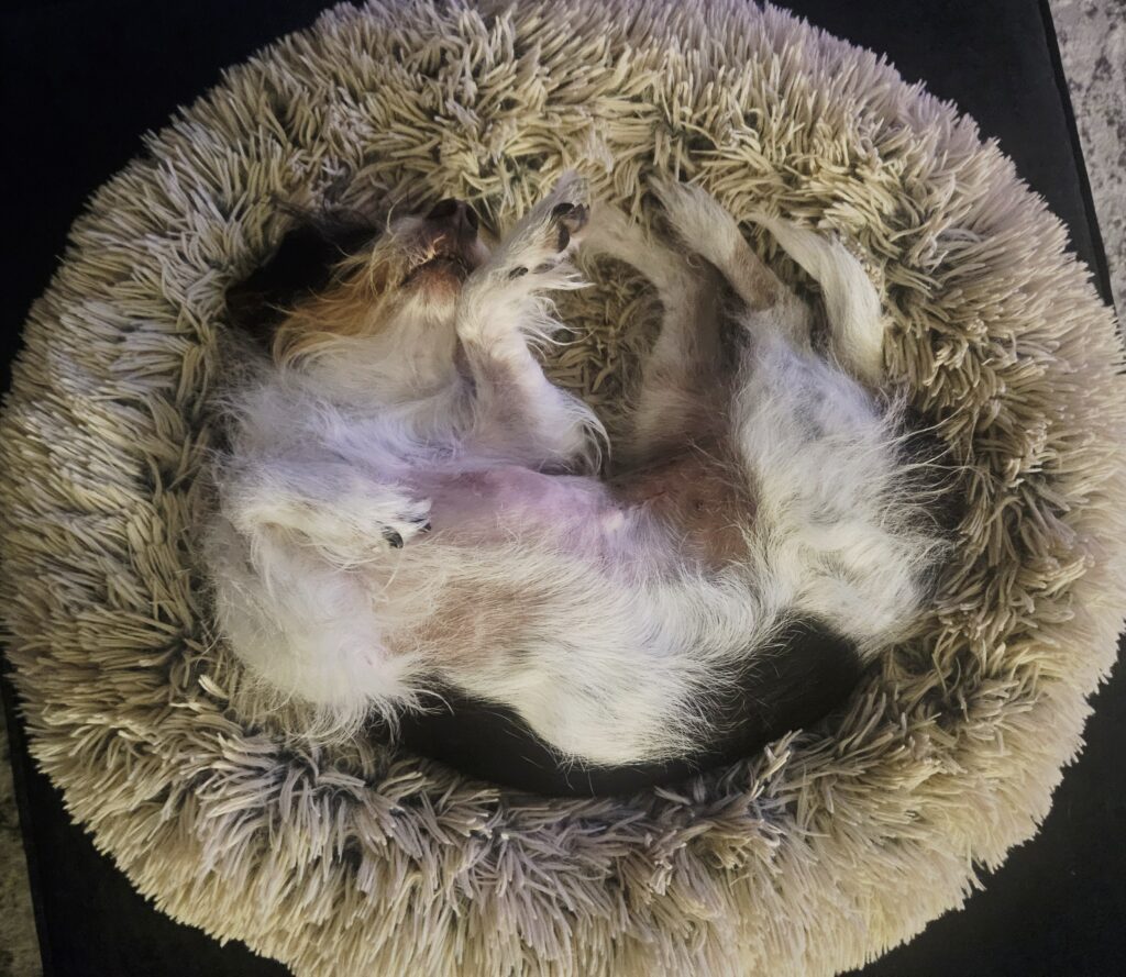 A small, scruffy, tri color (white, black, red) dog alseep on her back in a fluffy bed
