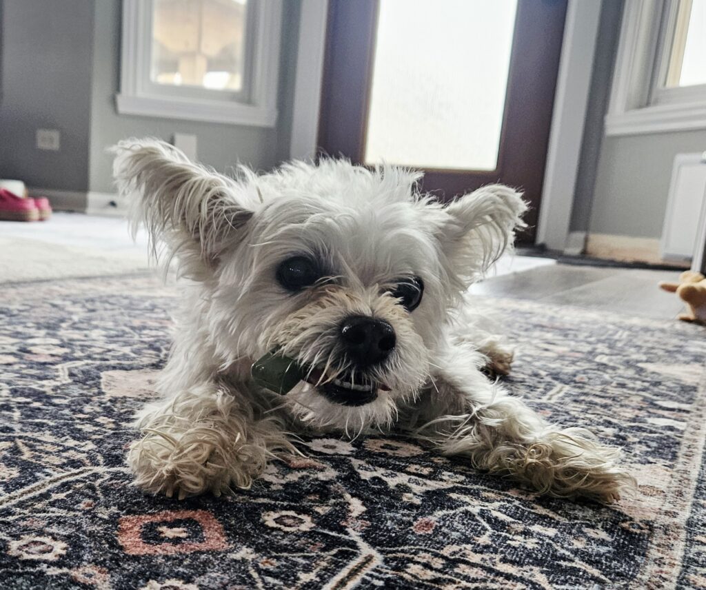 A small white dog with medium length hair chewing a breath stick on a carpet.