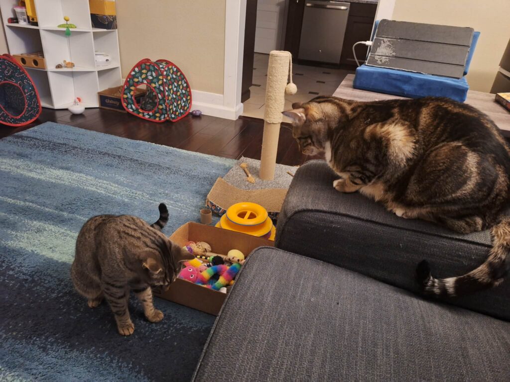 Two tabby cats next to a box full of small stuffed toys.