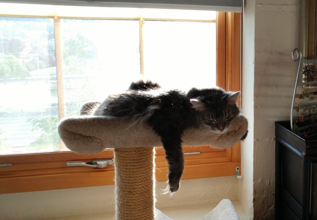A grey long haired tabby cat lounging on top of ac at tree next to a sunny window.