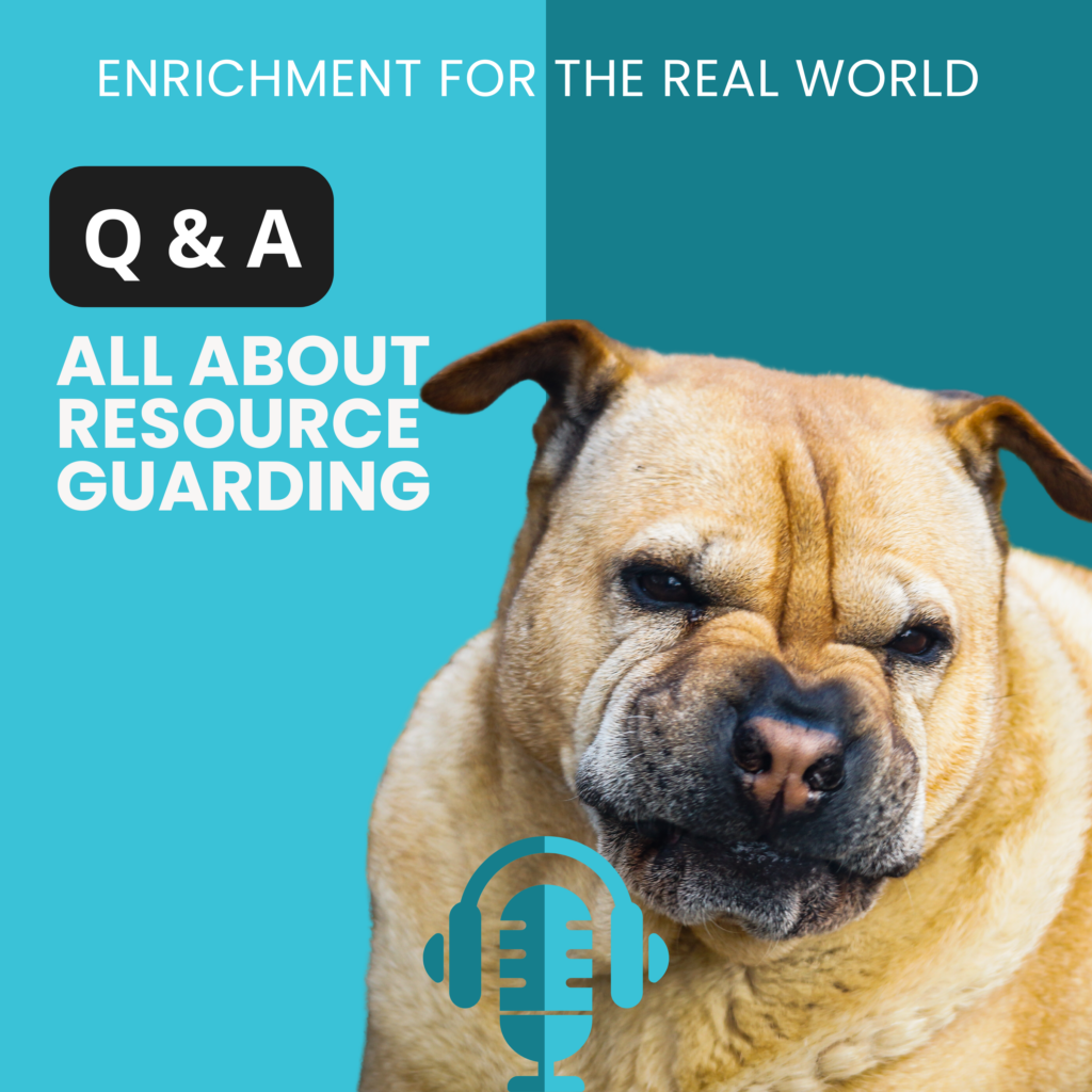 A yellow dog with their nose and face wrinkled up in a snarl. Text reads: Q&A: All About Resource Guarding