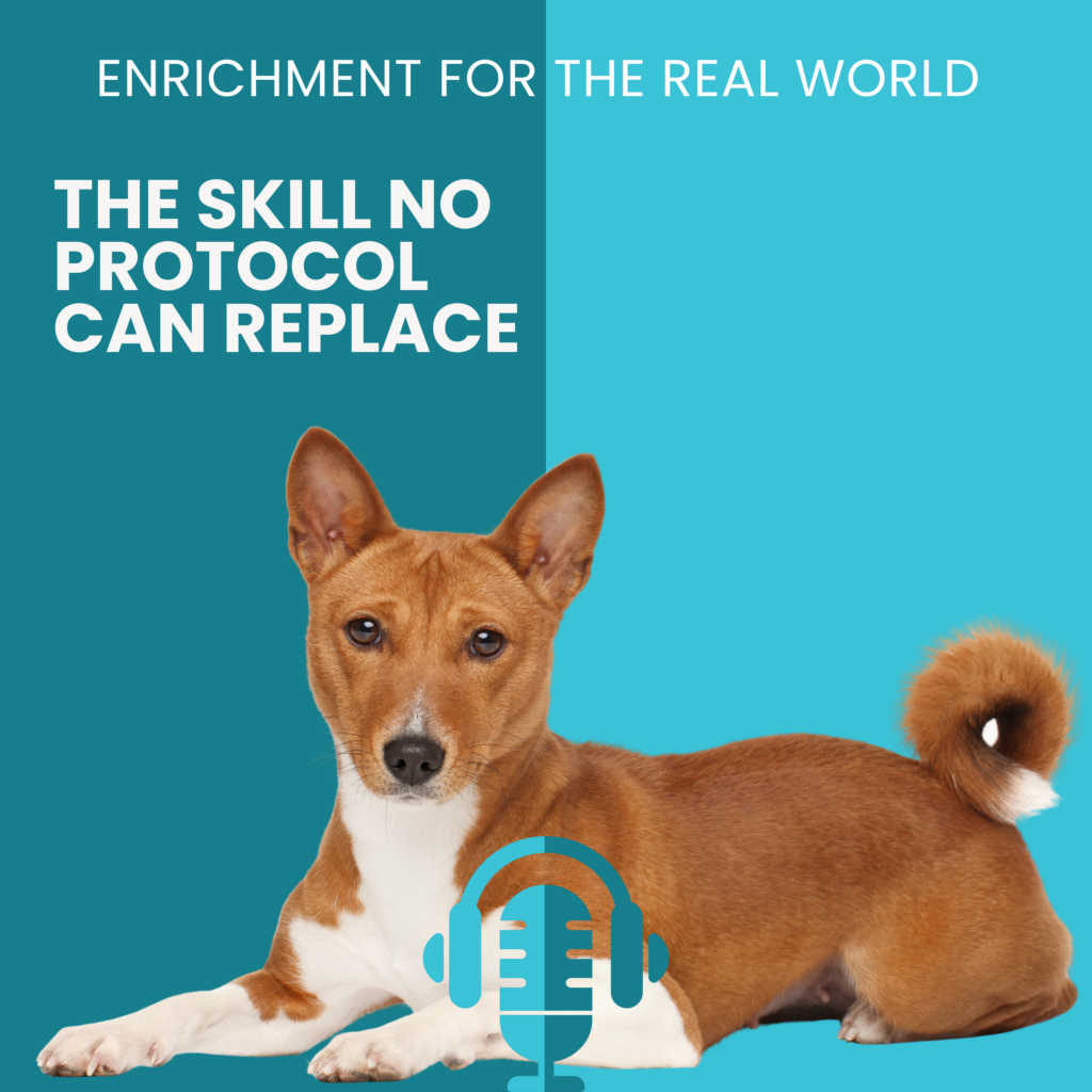A red basenji dog laying down with their head up. Text reads: The Skill No Protocol Can Replace