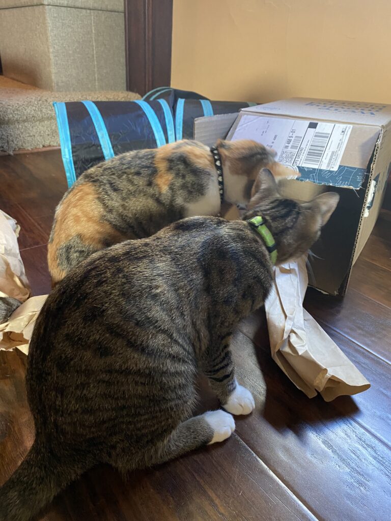 A calico tabby and tabby cat pulling paper out of a box.