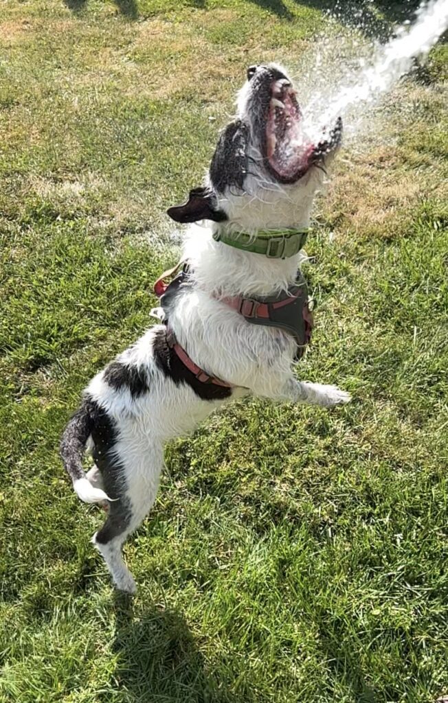 A scruffy white and dark grey dog jumping to bite water spraying from a hose.