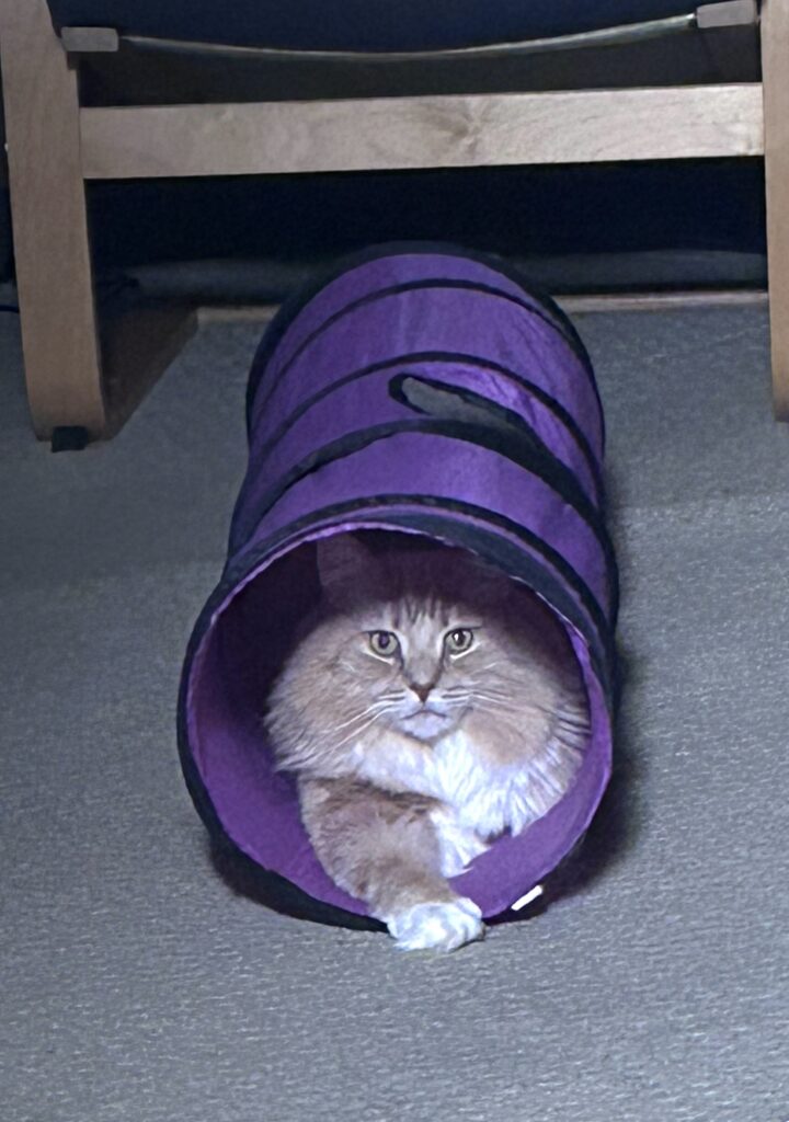 3 Purrfect Ways to Stimulate Your Cat’s Brain - Pet Harmony