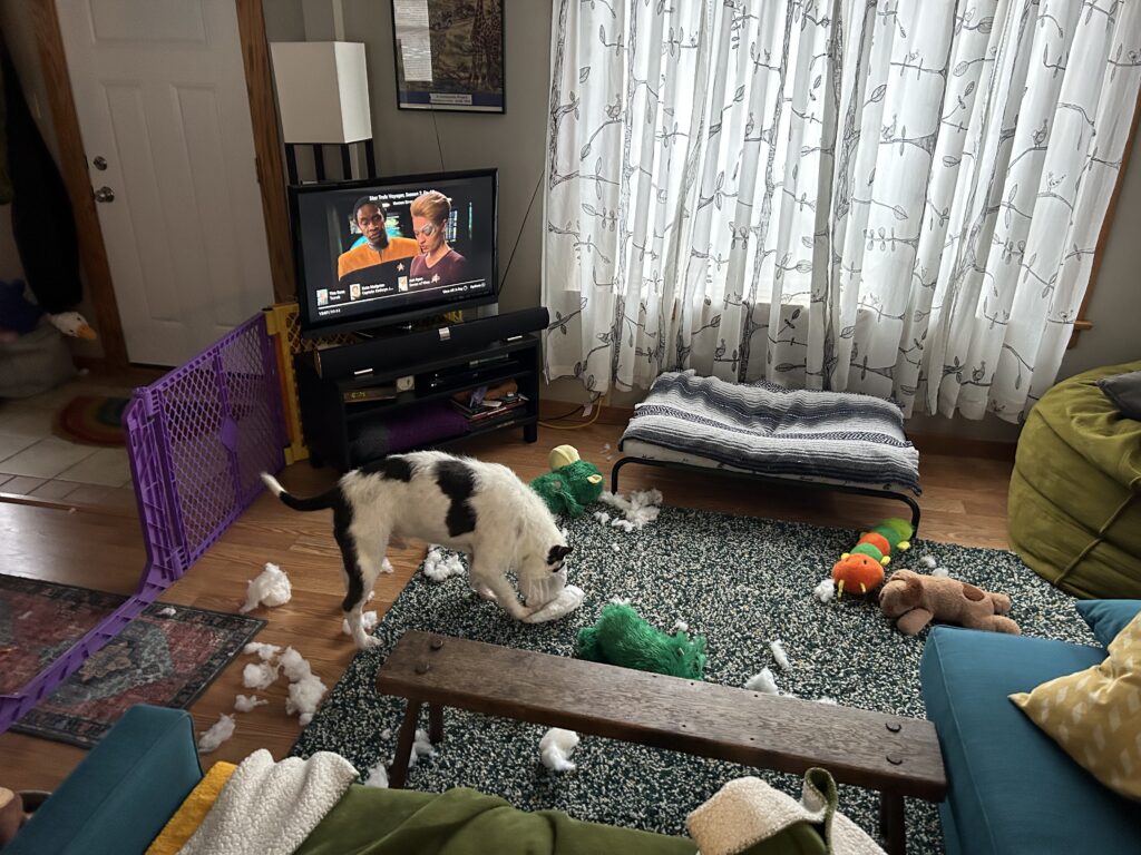 A scruffy white and dark grey dog with his nose in a white paper bag. There is a fuzzy green toy split apart with fluff all around the room. Other stuffed toys are laying around the room.